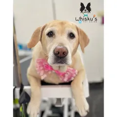 A sweet close-up of Zoey. She has such a gentle and loving expression.