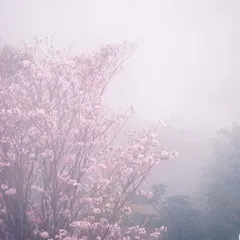 The pink trumpet blossoms of Navi Mumbai shrouded in morning fog. This image, captured with a classic film simulation, has a soft, dreamlike quality that celebrates the quiet, atmospheric beauty of nature.