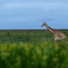A giraffe moves through the tall green grass of the Kenyan savannah.