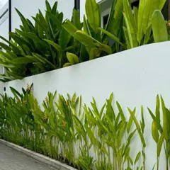 A clean and modern landscaping design using layered planting against a white boundary wall. I use plants like the Bird of Paradise to create height and architectural interest in outdoor spaces.