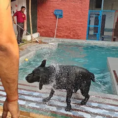 After a fun splash in the pool, it's time for a good clean-up. This happy Labrador is shaking off the water before heading for a proper wash and dry, ensuring he goes home fresh and clean, with no muddy paws for you to worry about.