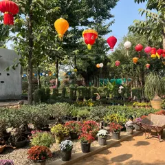 Another view of our vibrant nursery, decorated with lanterns for a festive feel. We welcome clients to visit and select from our wide array of healthy plants and flowers.