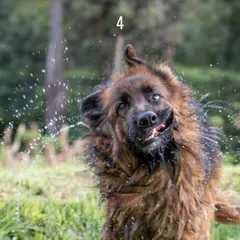 Talk about shaking off the Monday blues! This is a perfect example of how I embrace the chaos. An unscripted, high-energy moment with Ruby after a dip in the water results in a dynamic and personality-filled action shot.