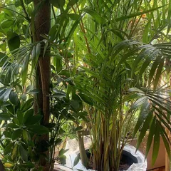 A close-up of lush, healthy foliage. I love mixing different leaf textures and shades of green, like the feathery fronds of this palm and the broad leaves of a Schefflera, to create a rich, jungle-like feel.