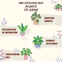 Fertilizers are like a nutrient-rich feast for your plants. This graphic explains how they work by boosting growth, enhancing resistance to disease, conditioning the soil, and accelerating maturation.