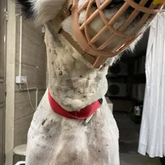 For his safety and mine, a muzzle was necessary during the grooming process. The close-up shows the extent of the tick problem on his neck and body before we began the shave-down.