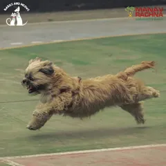 This is what pure joy looks like. I love capturing these high-energy moments at my pet carnivals, where dogs can truly run free and have the time of their lives. This action shot from a race at the Pawsome Olympics shows the kind of dynamic, fun-filled activities we organize.