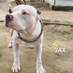 Jax, looking confident and strong. From a skeletal stray to a handsome, well-fed boy, his transformation is a testament to the power of rescue and rehabilitation.