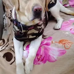 This handsome Labrador is all settled in at my pet boarding. I make sure every dog feels comfortable and secure, just like they are in their own home.