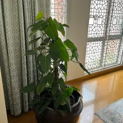 A large, floor-standing Philodendron brings a touch of the tropics indoors. I placed it in a classic ceramic pot to complement the elegant interior, where it thrives in the indirect light from the ornate window. This is a perfect example of using a single, large specimen plant to make a significant impact.