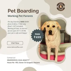 We have a special pet day boarding offer for working pet parents. For just ₹499, your pet can enjoy a full day of play and care with us, food and GST included. We are open late, so you can work without worry.