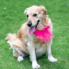 This gorgeous Golden Retriever looks so pretty with her bright pink bow. It's a simple prop that adds a lovely splash of color and charm to her outdoor portrait.