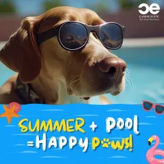 Summer plus our pool equals happy paws. There's no better combination for a fun day out. Bring your dog for a swim to enjoy the perfect summer activity.