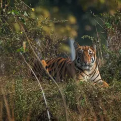 A majestic Bengal Tiger pauses and looks directly into the camera from its resting spot in the tall grass of Tadoba. This intimate portrait captures the quiet confidence and breathtaking beauty of India's national animal.