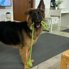My beautiful Bella, always ready for a game of tug. Play is such an important part of building a relationship and releasing energy in a positive way.