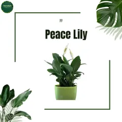 This graphic features the elegant Peace Lily, known for its beautiful white spathes and ability to thrive in lower light conditions, adding grace to any room.