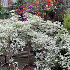 This is the Euphorbia leucocephala, also known as the 'Snowflake Poinsettia'. Its delicate white bracts create a beautiful snowy effect, and it pairs wonderfully with red Poinsettias for a complete holiday look.