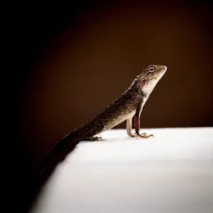 Pet photography for me isn't limited to the furry or feathered. This shot of a chameleon showcases my work with more unique, or 'hatke', pets. The composition highlights its proud posture and delicate features, proving that every animal, no matter how small, has a powerful presence.