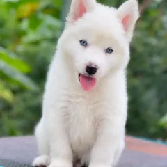 Here is one of my rare "White Panda" Huskies. An all-white coat paired with striking blue eyes makes for an absolutely breathtaking dog. These pups are incredibly special and a true testament to top-tier breeding.