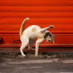 The raw energy of the moment is on full display here. The cat's acrobatic movement shows a mix of playfulness and instinct.
