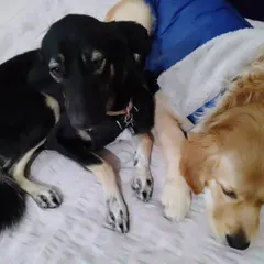 Cuddling up for a nap. I provide a warm and loving environment where dogs feel secure enough to rest peacefully next to their new friends.