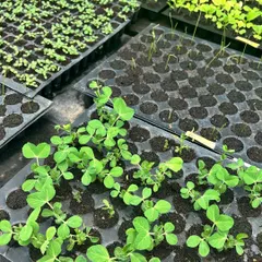 Pea shoots emerging in our nursery trays. These are a great example of a fast-growing crop that you can learn to cultivate for quick, nutritious greens.