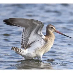 A Bar-tailed Godwit stretches its wings in the shallow water. These birds are built like "jet fighters," with an aerodynamic design that allows for their epic migrations across the globe.