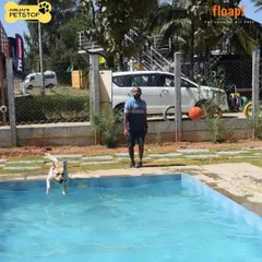 The perfect launch. This happy Labrador shows pure joy while leaping into the pool during one of our pet brunch events.