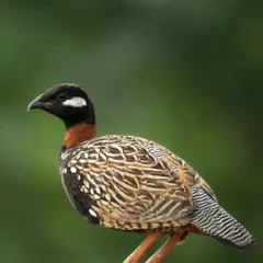 A stunning portrait of the male Black Francolin, showcasing its intricate patterns and white cheek patch.