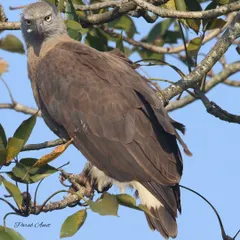 A different angle of the Grey-headed Fish Eagle, showing its focused, predatory stare. Observing these birds requires patience, as they can sit for long periods before striking. This is a lesson in fieldcraft that is essential for any wildlife photographer.