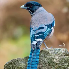 The stunning blue and black plumage of a Black-headed Jay, captured from behind to showcase the intricate patterns on its tail feathers. A jewel of the Himalayan forests.
