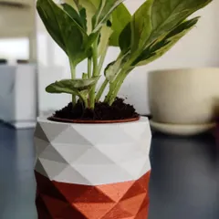 This Marble Prince Money Plant is presented in one of our signature geometric concrete planters with a metallic copper finish. It's a popular choice for corporate green gifting, offering a touch of sustainable style for any desk.