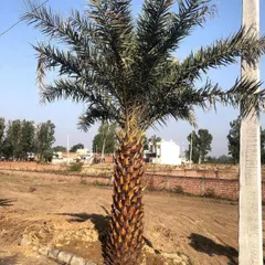 This is a Phoenix dactylifera, or Date Palm, newly planted in an open plot. Its distinctive trunk and feathery fronds make it a popular choice for adding a tropical or desert feel to a landscape.