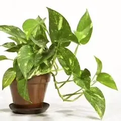 Did you know the Money Plant is a powerful Vaastu and Feng Shui tool? Its five leaves represent the five elements, attracting prosperity. Placing one in the right corner of your home can activate wealth energy.