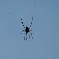 A silhouette of the spider against the sky, looking like an aerial acrobat. This shot focuses on its form and the delicate, almost invisible threads of its web.