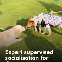 Socialization isn't about forcing dogs to play. It's about learning to coexist peacefully. Under my expert supervision, dogs learn to interact politely, like this gentle nose boop between a Labrador puppy and an Indie.