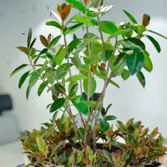 A beautiful tabletop arrangement featuring a Ficus plant surrounded by smaller Aglaonemas, creating a mini-garden for a shared desk or meeting table.