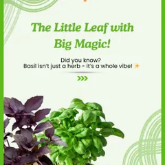 Basil is a little leaf with big magic. It's more than just an herb; its aroma and flavor can transform your meals. I offer both green and purple basil seeds.