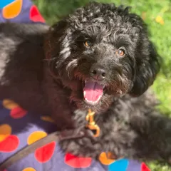 A happy and proud graduate. Kai's journey was about learning to slow down his "hamster on a wheel" mindset. We used crate and place training to help him find his inner calm.
