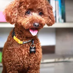 Meet Tasha, the adorable red poodle, looking picture perfect after her grooming session. Her curly coat is now clean, trimmed, and beautifully shaped.