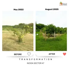 Look at the growth in just a few years at our Noida Sector 47 site. We focus on creating a multi-layered forest with different types of native plants, which is key to building a resilient and biodiverse ecosystem.