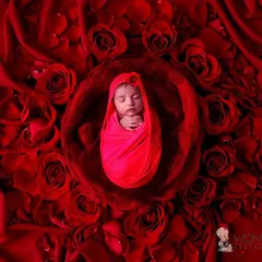 A striking and passionate newborn portrait using a bold red theme. The baby is wrapped snugly and surrounded by a bed of rich red roses, creating a powerful and artistic photograph.