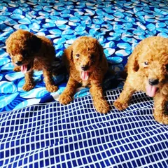A trio of happy red Toy Poodle puppies sitting together. They are all alert, healthy, and ready to bring their intelligent and playful energy to a new home.