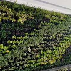 A living wall I designed and installed to transform a plain surface into a breathtaking vertical garden. This solution is perfect for adding a significant amount of greenery without sacrificing floor space, making a bold statement in lobbies or reception areas.