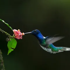 A flash of iridescent blue and green, this White-necked Jacobin hummingbird is captured mid-flight in the Costa Rican rainforest. Photographing these birds requires immense speed and precision, freezing a moment that is usually a blur to the human eye.