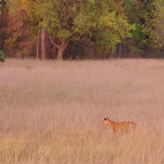 This is the classic Kipling country of Central India. A tiger patrols a golden glade at dusk, its stripes providing perfect camouflage against the tall grass. My workshops focus on capturing animals within their environment to tell a more complete story.