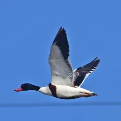A Common Shelduck in a classic flight pose against a clear blue sky. This shot clearly displays its distinctive white, black, and chestnut plumage pattern.