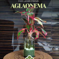 For laser focus during work, I recommend the Aglaonema. Its striking foliage is visually engaging, helping to reduce screen fatigue and improve concentration.