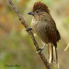 Here, the Striated Laughingthrush is seen in its typical forest habitat. These birds often travel in noisy flocks, and their calls are a common sound in the Himalayan undergrowth.
