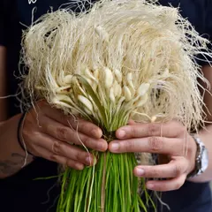 Winter brings beautiful produce like this fresh green garlic. We use it to make a vibrant pesto for our savoury puffs, adding a fresh, aromatic flavour.